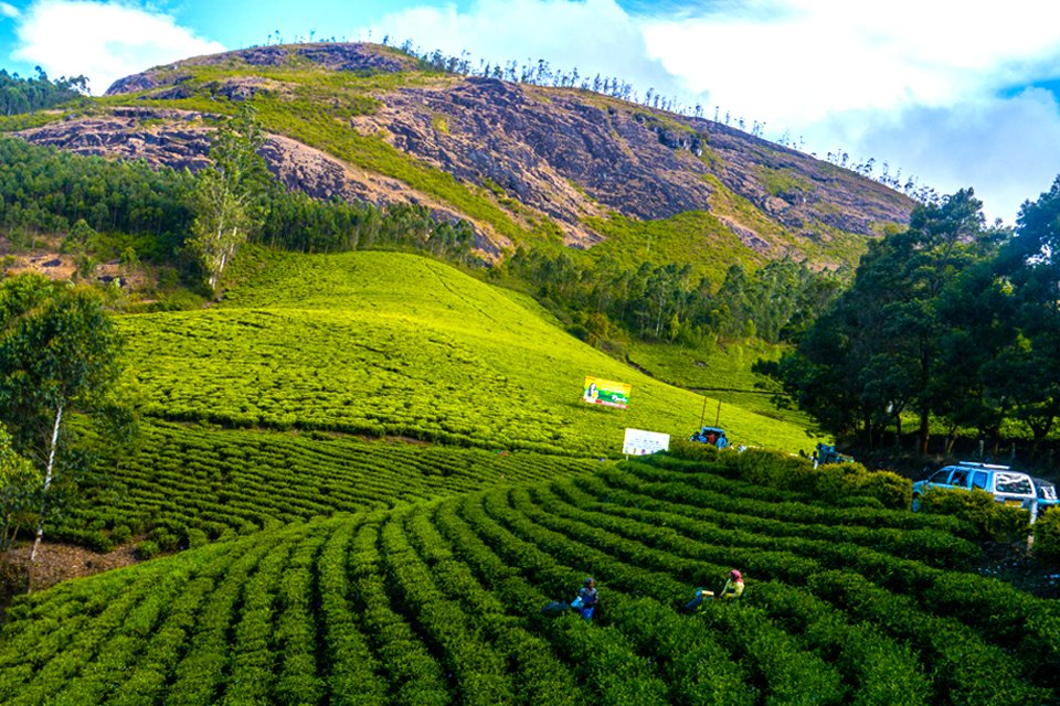 Theevelden in Munnar, India