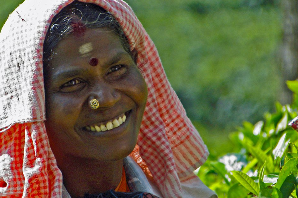 Theeplukster in Munnar, India