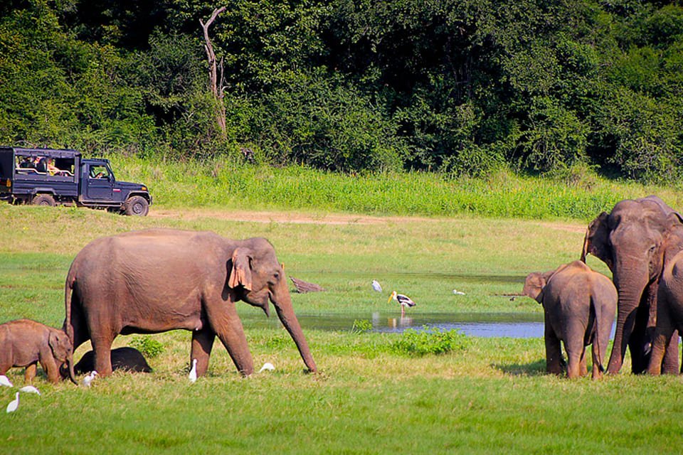 Olifanten in Yala National Park, Sri Lanka