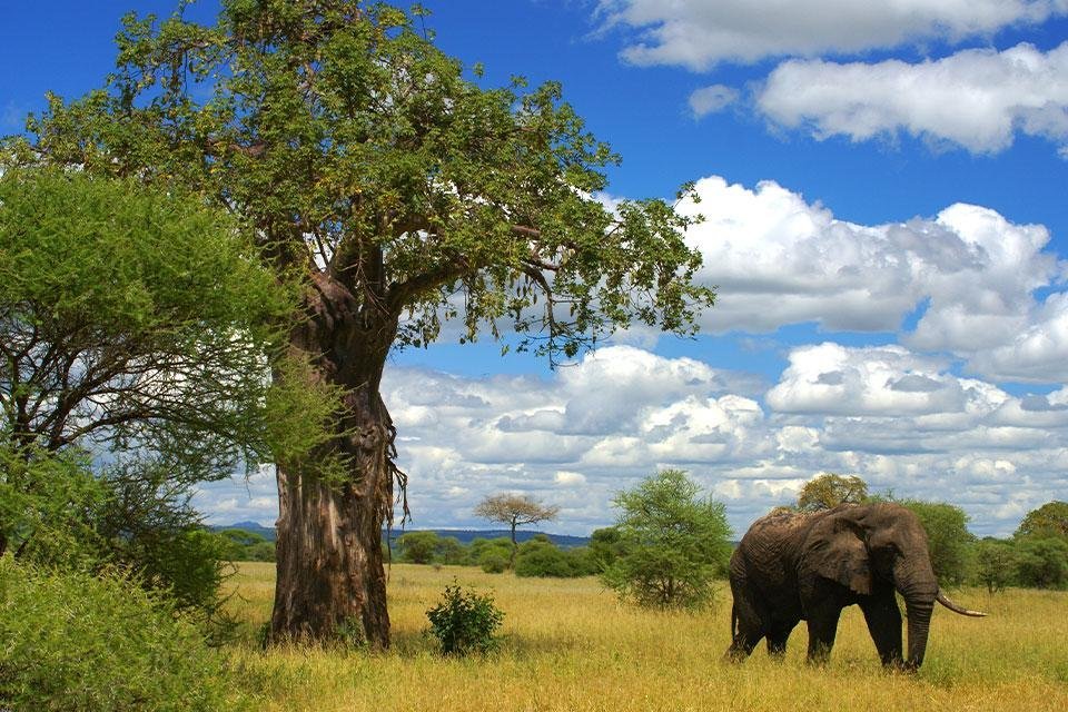 Tarangire National Park Tanzania