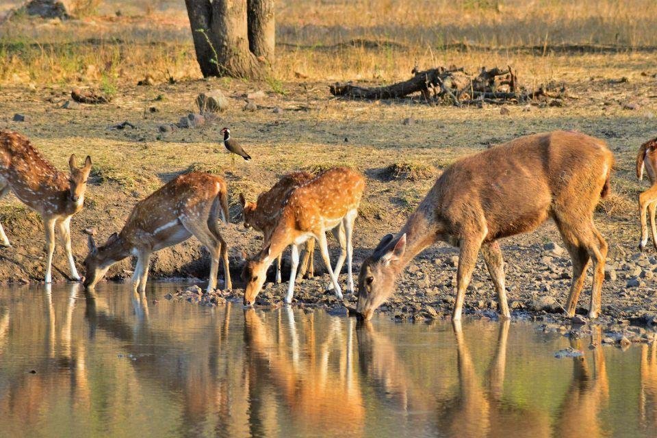 Ranthambore National Park India