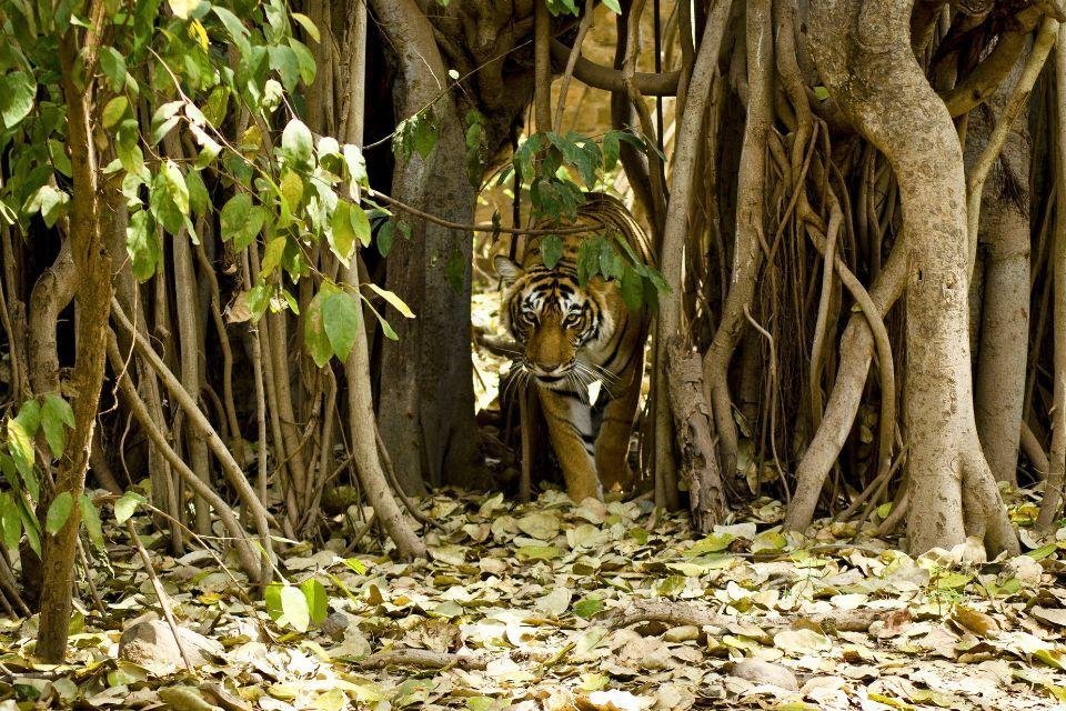 Ranthambore National Park India