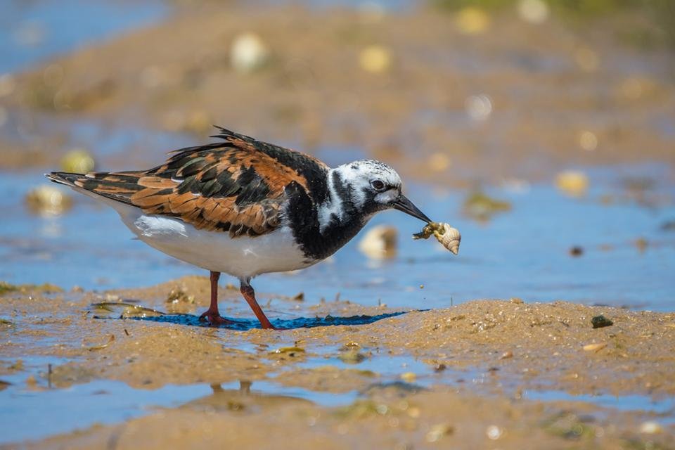 Ria Formosa, Portugal