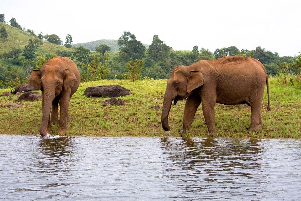 Olifanten in Thekkady, India